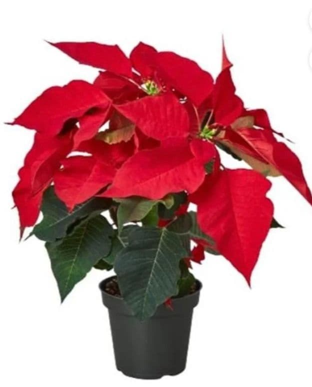 Poinsettia Plant