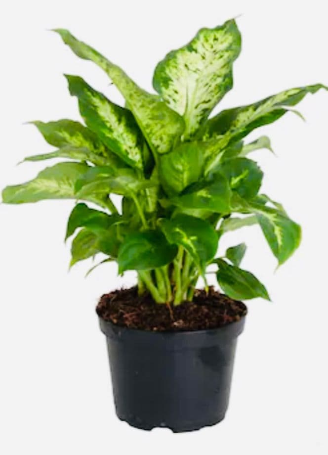 Dieffenbachia Plant