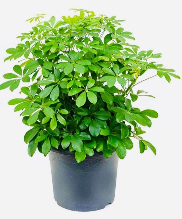 Arbicola Schefflera Plant