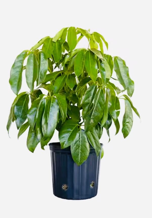 Amate Schefflera Plant