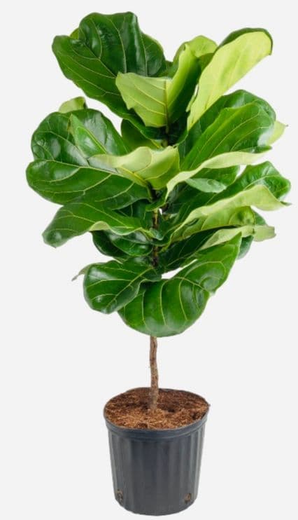 Fiddle Leaf Fig Plant
