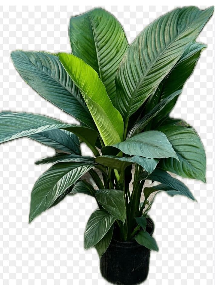 Spat Sensation Plant